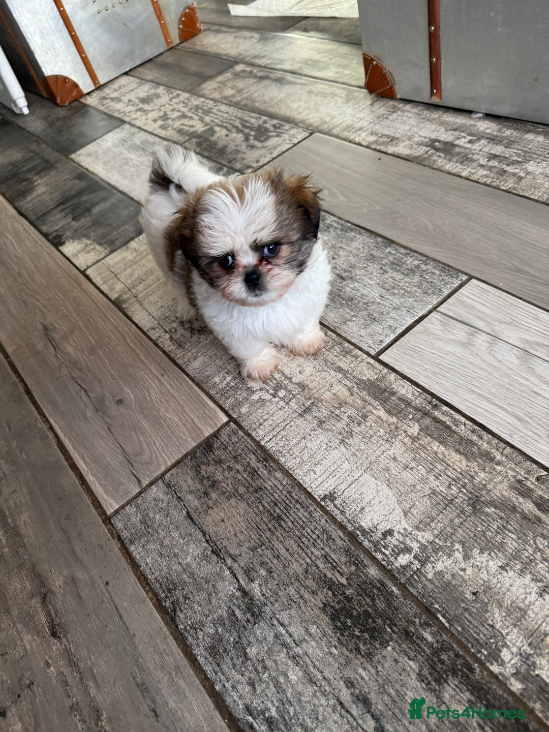 Mixed Breed dogs for sale: Shiranian boy puppies ready now  - Image 5