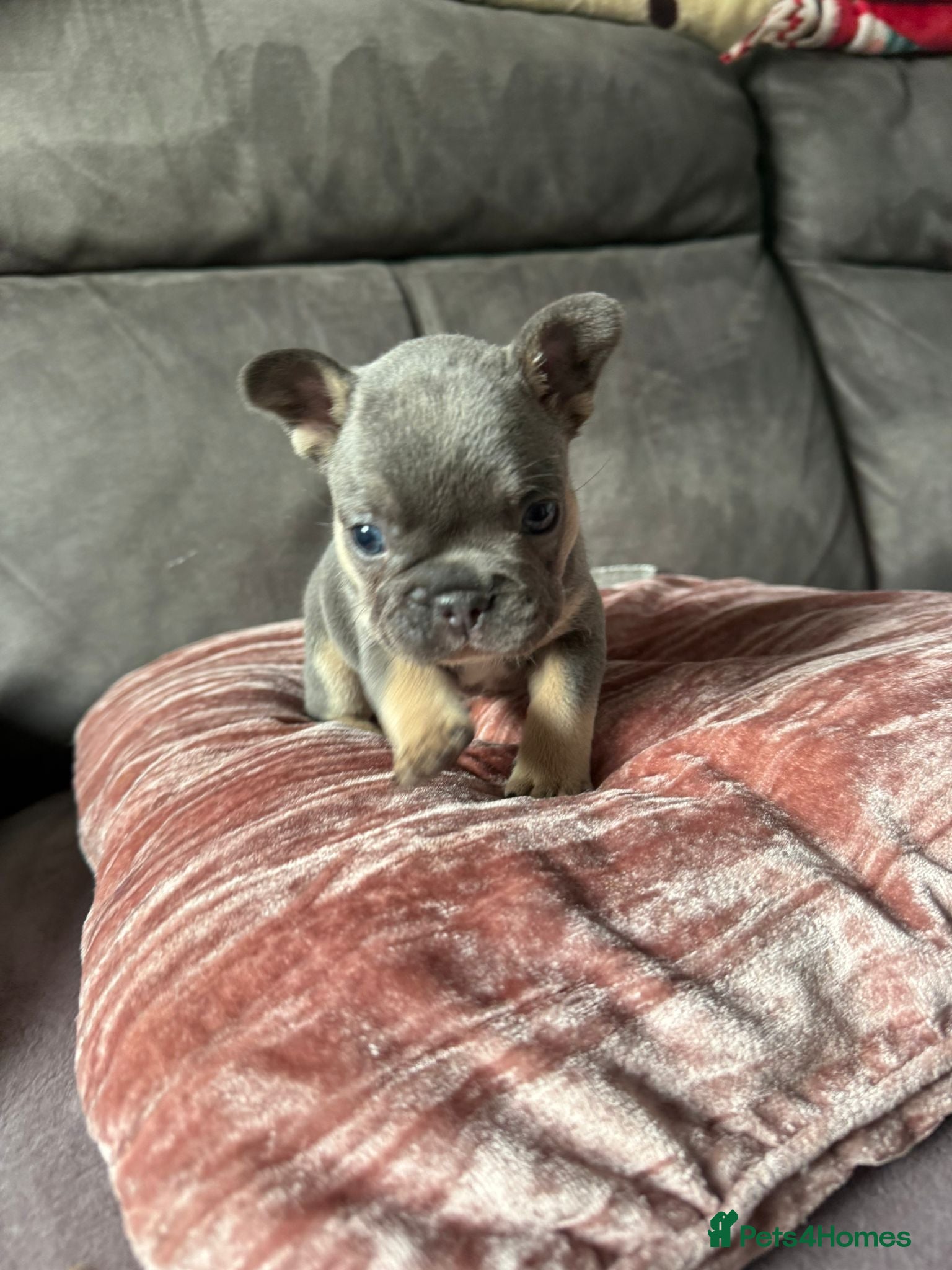 French Bulldog dogs French bulldogs for sale  - Advert 2