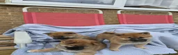 Japanese Shiba Inu dogs for sale: Last Lovely Shiba Inu Puppy, Ready for home now! - Advert 16