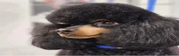 Cockapoo dogs for sale: Extensively Health tested cockapoo puppies  - Advert 16