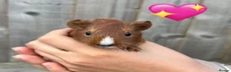 Guinea Pig rodents for sale: Baby Guinea Pigs for Sale  in Melton Mowbray - Advert 11