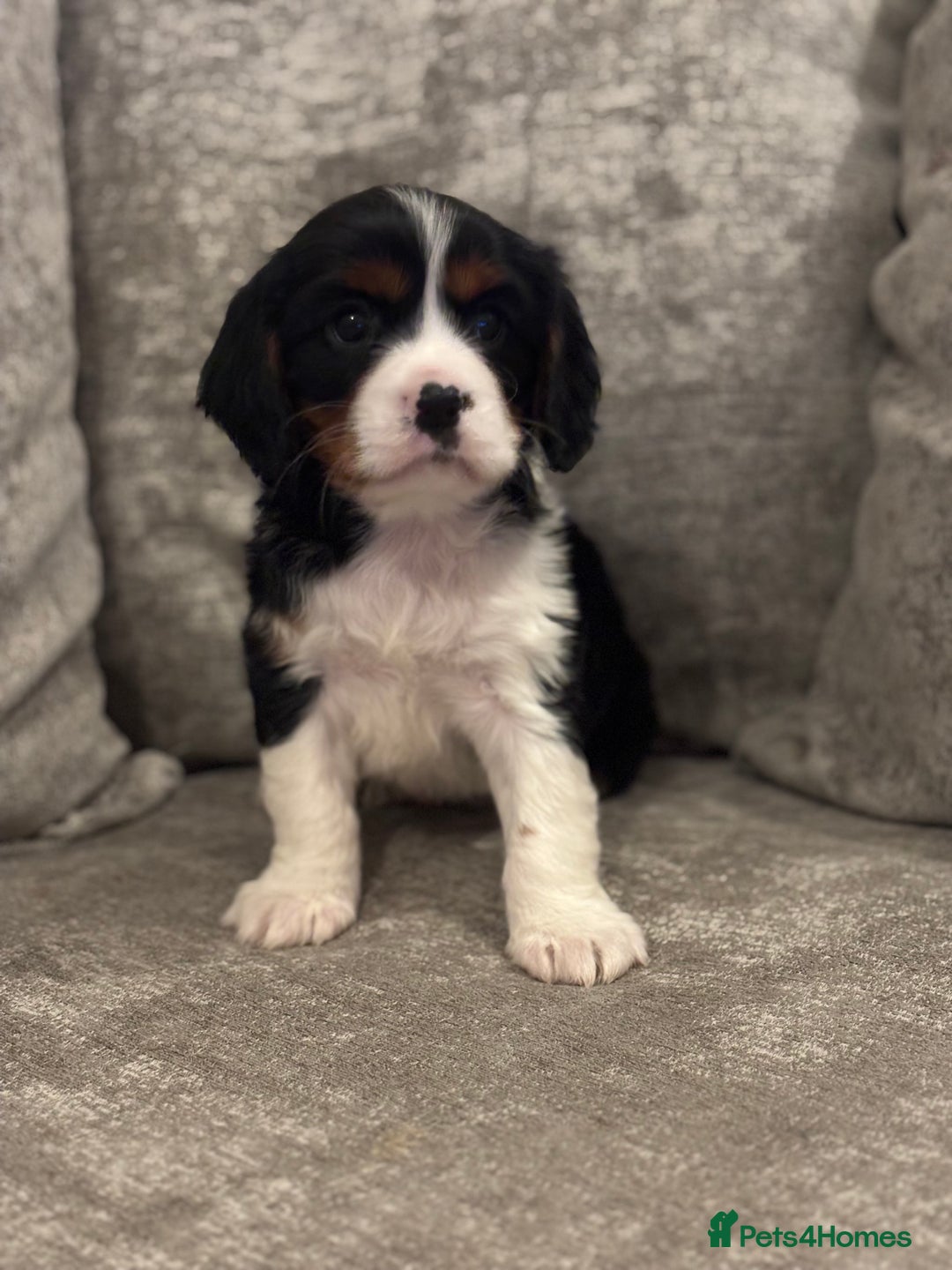 Cavalier King Charles Spaniel dogs for sale: CAVALIER KING CHARLES SPANIEL PUPPIES - Advert 8
