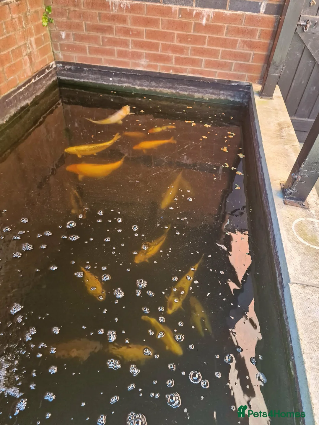 Koi Carp fish for sale: Koi carp in Preston - Advert 1
