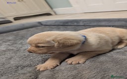 Labrador Retriever dogs for sale: Gorgeous Yellow Labrador Puppies - Image 14