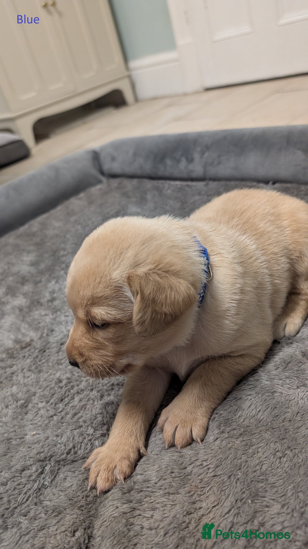 Labrador Retriever dogs for sale: Gorgeous Yellow Labrador Puppies - Image 14