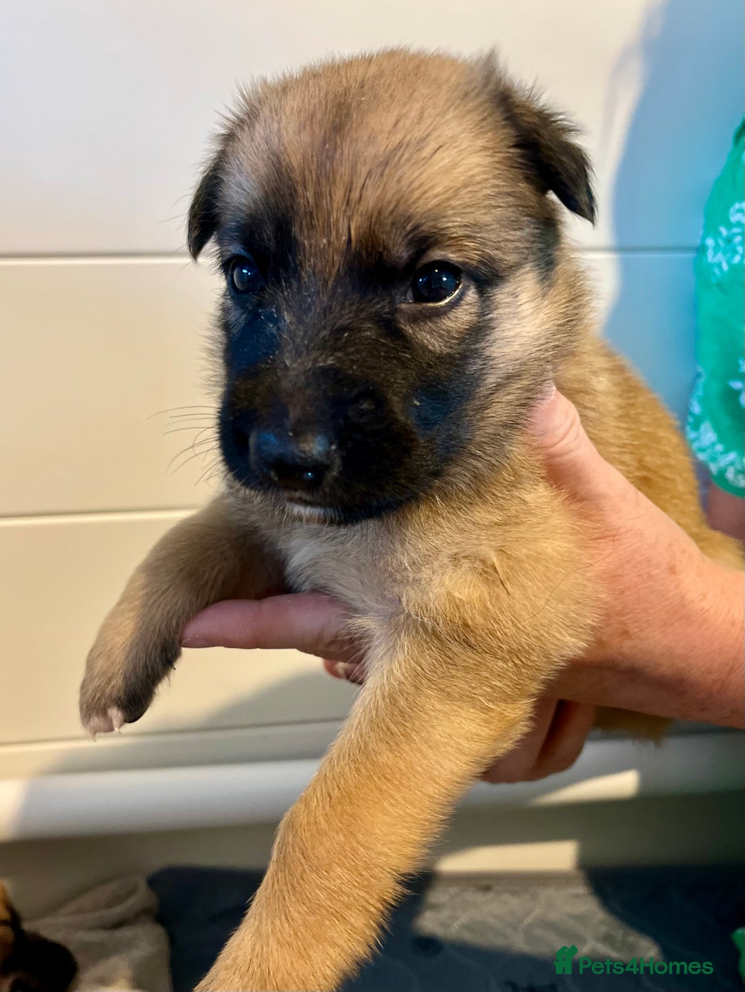 German Shepherd dogs for sale: BEAUTIFUL GERMAN SHEPHERD PUPPIES 😍 - Image 8