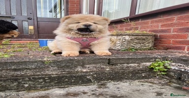 Chow Chow dogs - Advert 8