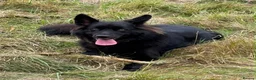 German Shepherd dogs for sale: German shepherd puppies for sale  - Advert 15