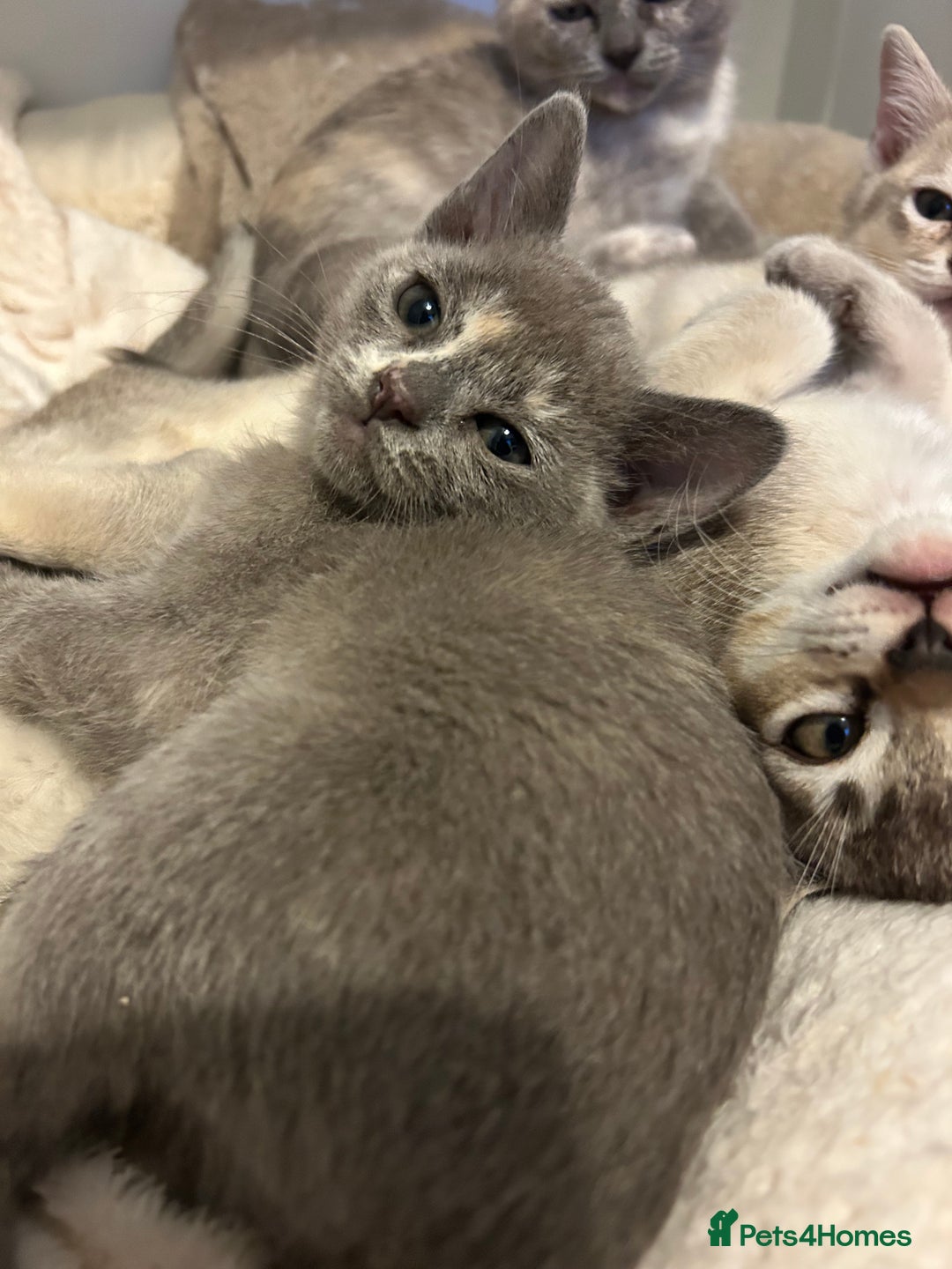 Burmese cats for sale: Stunning Asian Kittens. - Advert 5