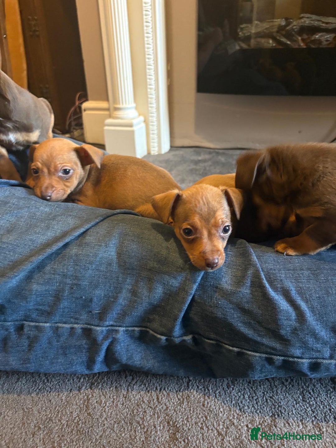 Jack Russell dogs for sale: Beautiful miniature jack russell puppies  - Image 11