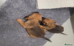 Jack Russell dogs for sale: Jack russell pups  - Image 14