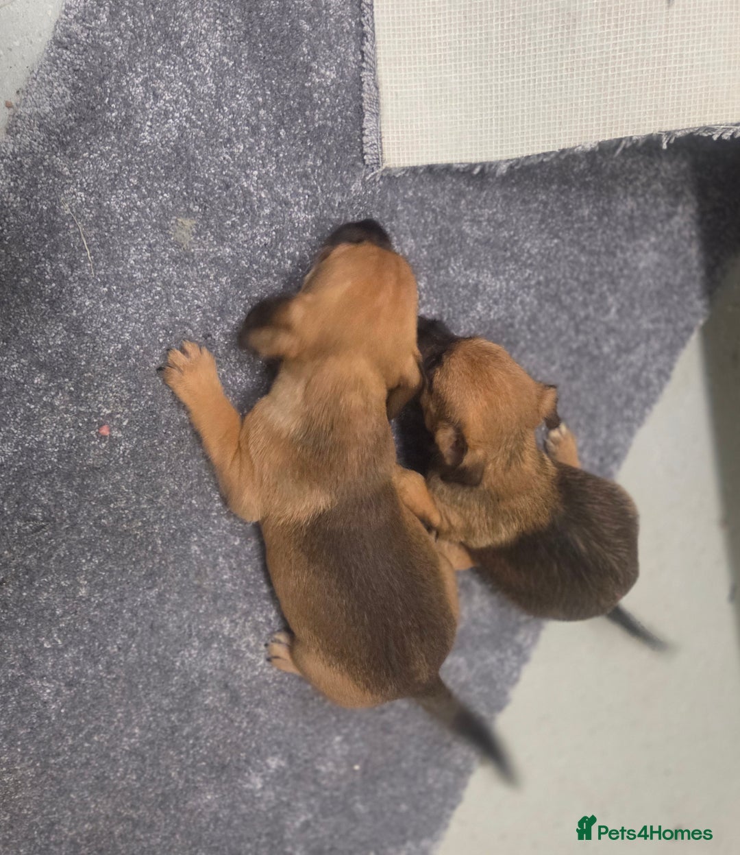 Jack Russell dogs for sale: Jack russell pups  - Image 14