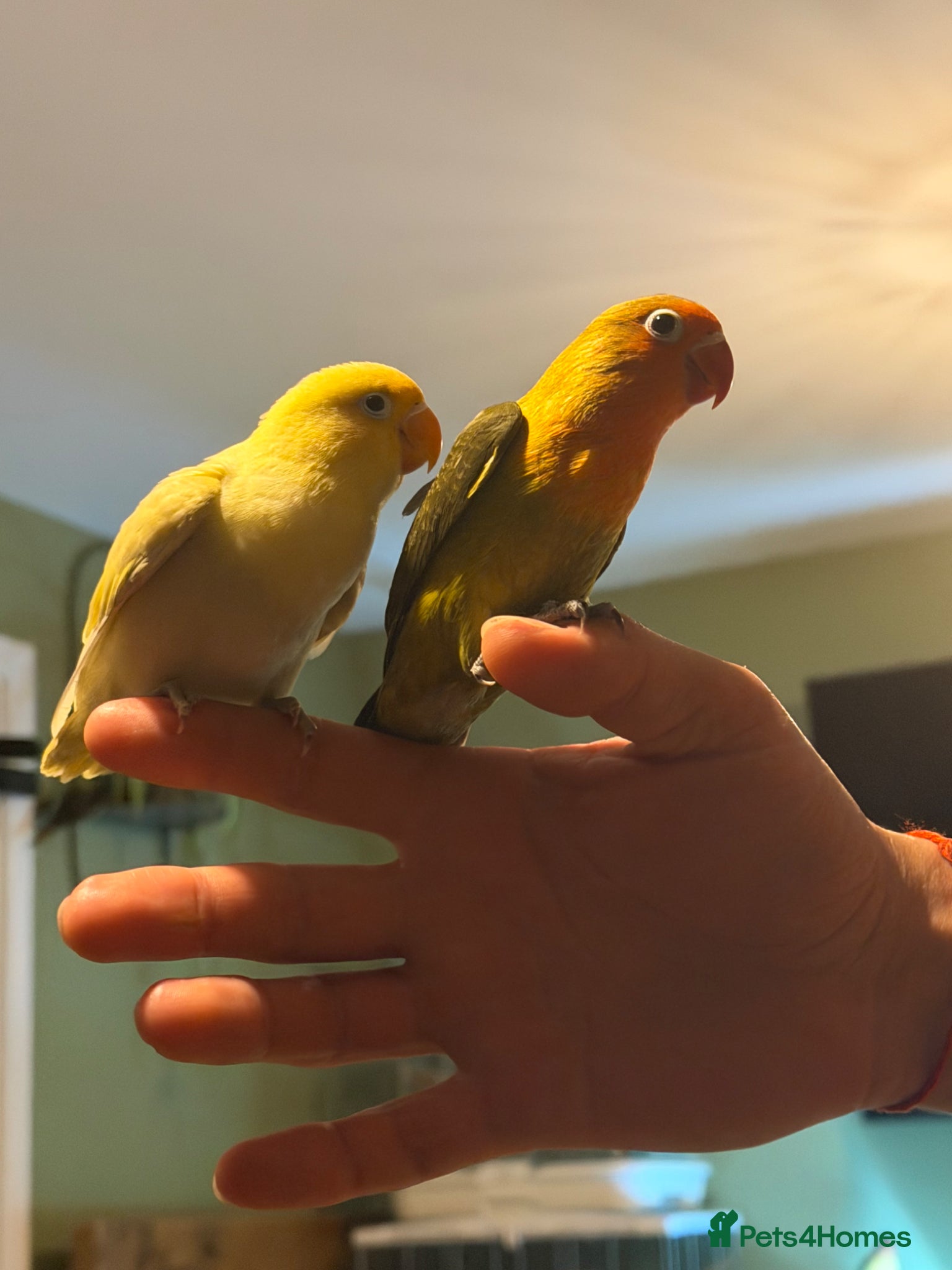 Lovebirds birds READY NOW!!Beautiful handreared Fischer love birds - Advert 17