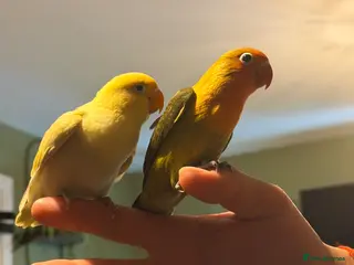 Lovebirds birds READY NOW!!Beautiful handreared Fischer love birds - Advert 17