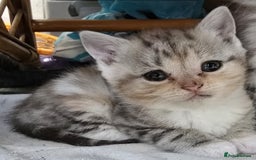 British Shorthair cats for sale: Adorable British Shorthair Kittens–Ready for Home! - Image 7