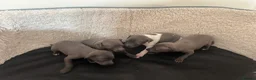 Italian Greyhound dogs for sale: Girls and boys available  - Advert 3
