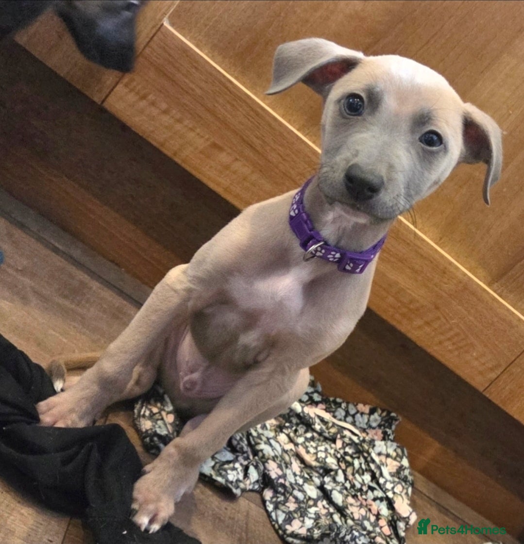 Mixed Breed dogs Whippet/Lurcher cross - Advert 5