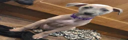 Mixed Breed dogs for sale: Whippet/Lurcher cross - Advert 1