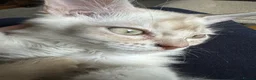 Asian cats for sale: Gccf reg Pedigree kittens  - Advert 10