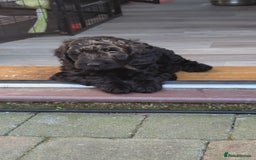 Cockapoo dogs for sale: 6 black cockapoos - Image 8