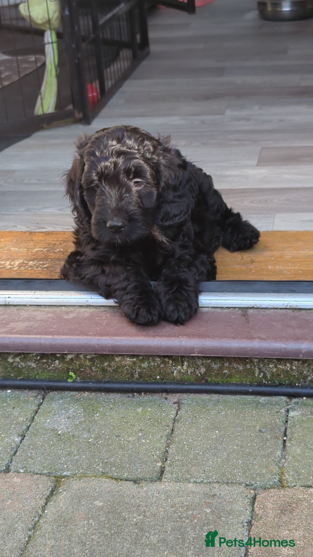 Cockapoo dogs for sale: 6 black cockapoos - Image 8