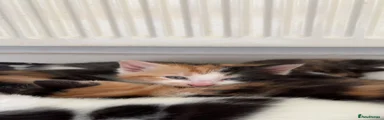 Mixed Breed 2