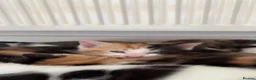 Mixed Breed cats for sale: Kittens  - Advert 14