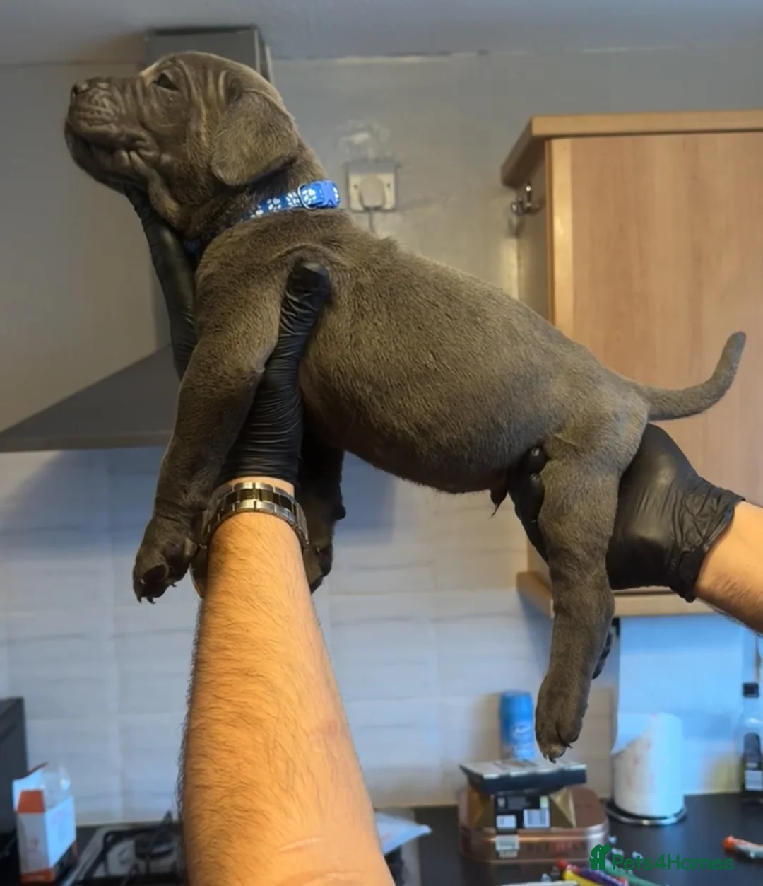 Cane Corso dogs for sale: Pure Blue Cane Corso puppies for sale - Advert 33