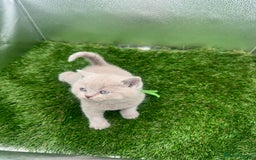 British Shorthair cats for sale: BRITISH SHORT HAIR LILAC KITTENS  - Advert 13