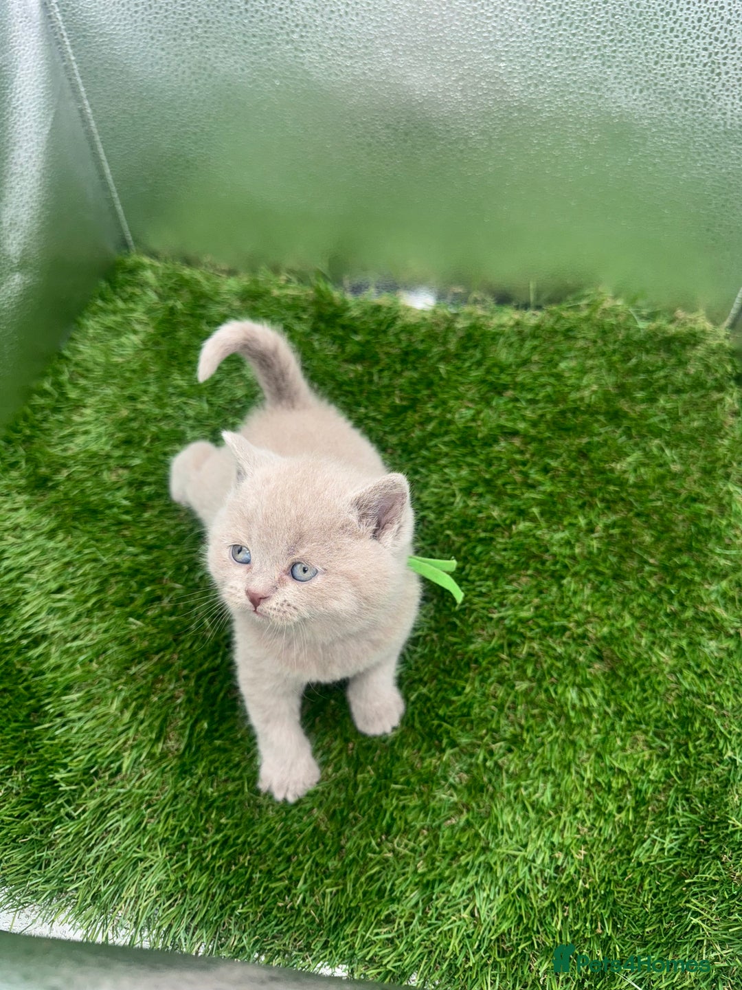 British Shorthair cats for sale: BRITISH SHORT HAIR LILAC KITTENS  - Advert 13