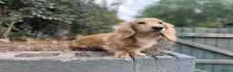 Dachshund dogs for stud: 🤍PROVEN MINIATURE KC CREAM LONG HAIRED DACHSHUND  in Llansantffraid - Advert 1