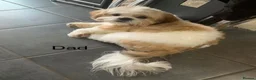 Shih Tzu dogs for sale: Beautiful Shih Tzu Puppies – Boys & Girls in Northampton - Advert 3