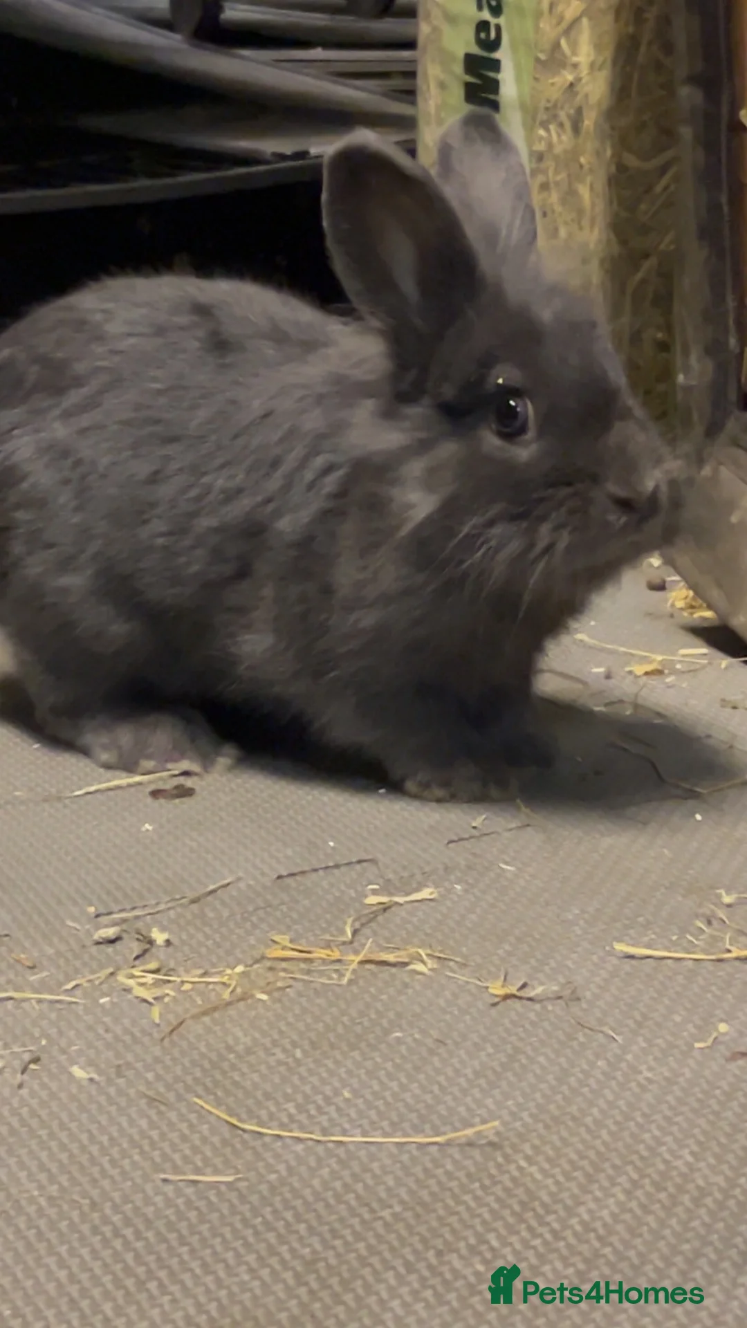 Lionhead rabbits for sale: Lion head  - Advert 2