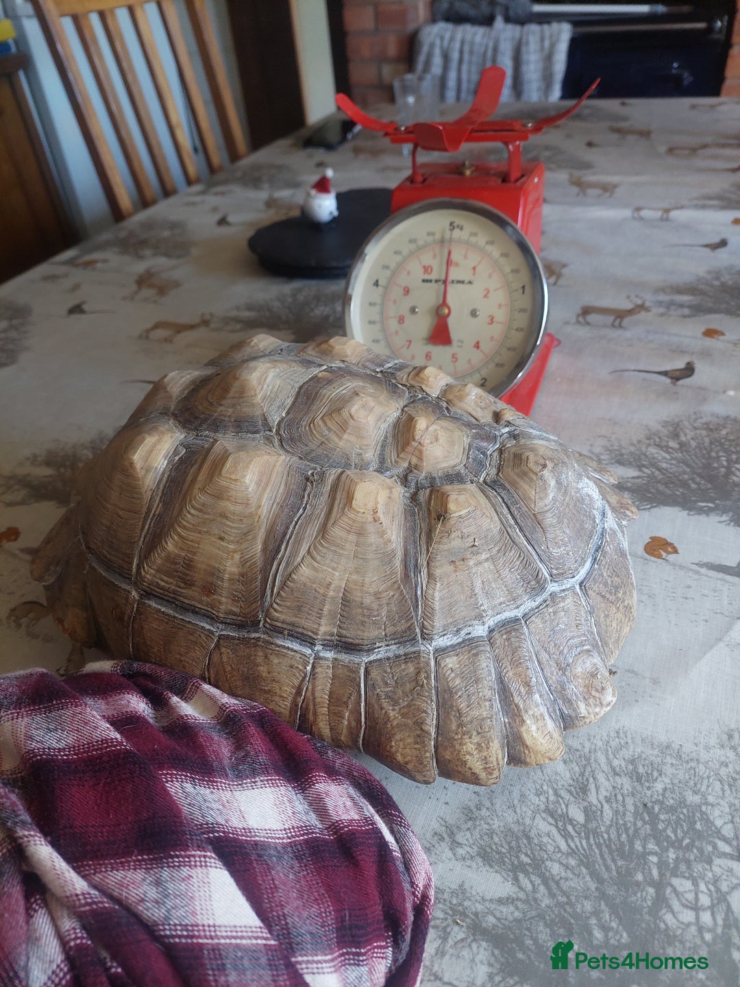 Tortoise reptiles for sale: Large Female Sulcata - Advert 1