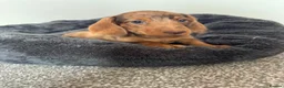 Miniature Dachshund dogs for sale: Miniature dachshund  - Advert 10