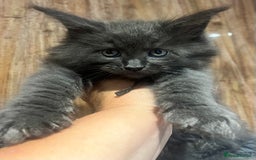 Maine Coon cats for sale: STUNNING MAINE COON KITTENS BLUE SMOKE (tica reg ) - Image 1