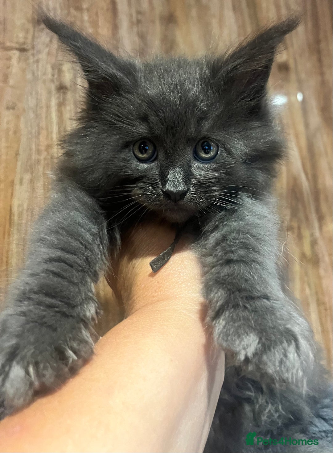 Maine Coon cats for sale: STUNNING MAINE COON KITTENS BLUE SMOKE (tica reg ) - Image 1