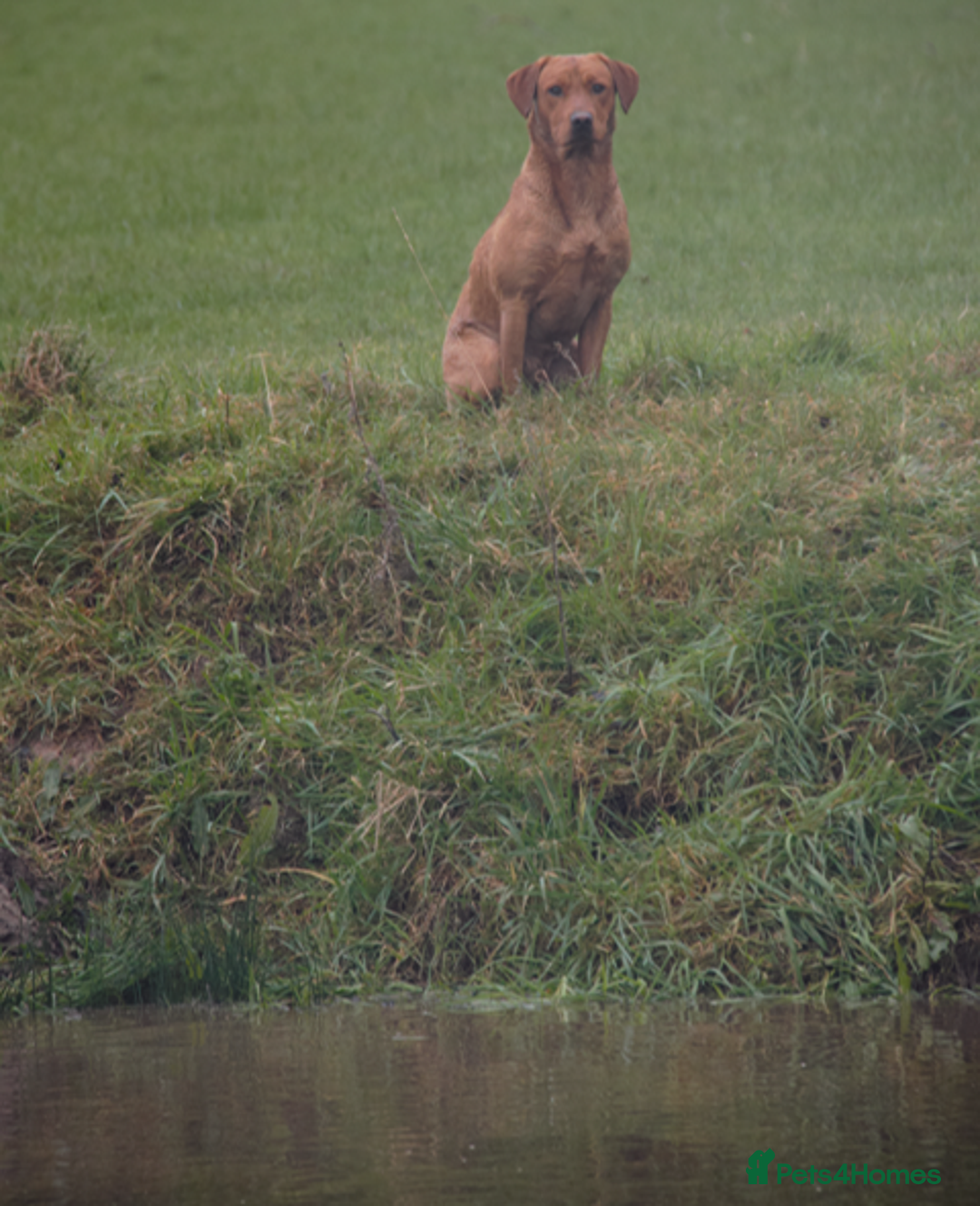 Labrador Retriever dogs for stud: Dark Red Fox Labrador Stud Dog in Ellesmere - Image 5