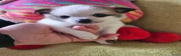 Pomchi dogs for sale: 🐶♥️Beautiful Pomchi puppies🐶♥️ - Advert 9