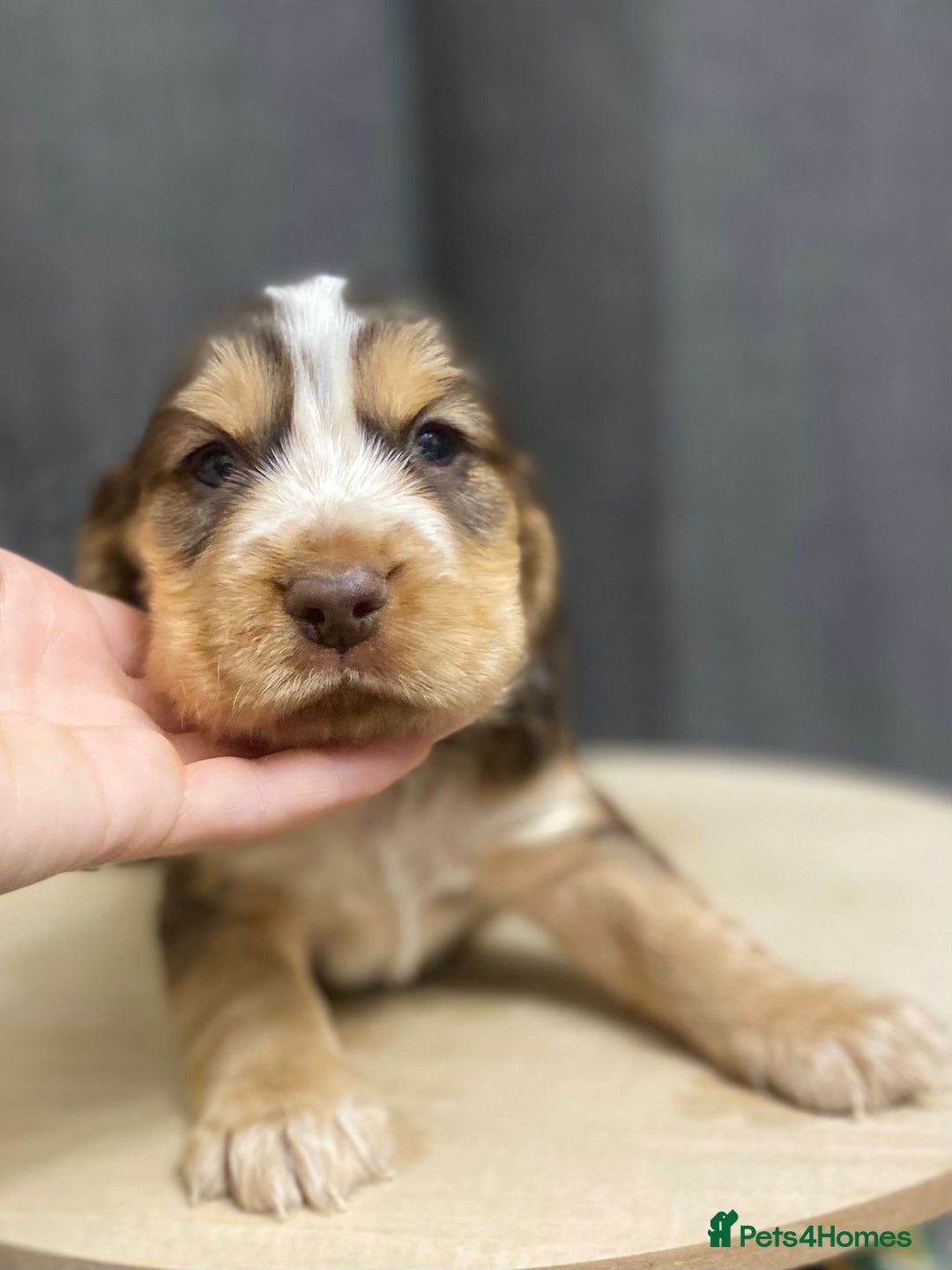Cocker Spaniel dogs for sale: Stunning KC Reg Cocker Spaniel Pups Choco/Black - Image 38