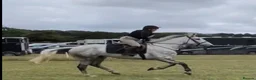 Irish Draught horses for sale: The ‘Hero’ We All Need  - Advert 13