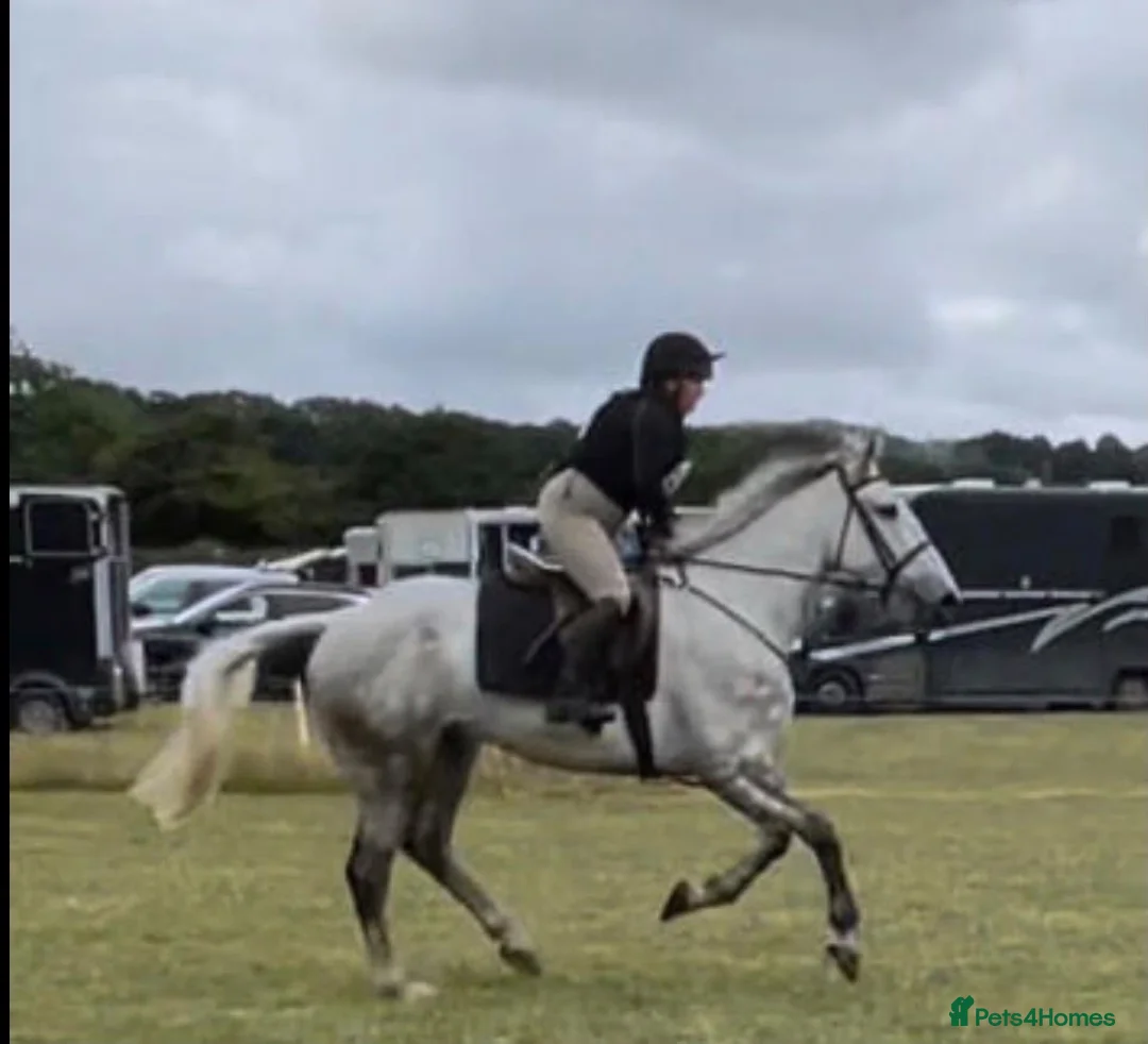 Irish Draught horses for sale: The ‘Hero’ We All Need  - Advert 13