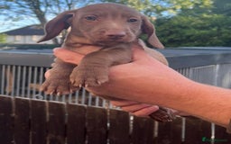 Dachshund dogs for sale: Min dachshund x teckel ( standered dachshund) - Image 19