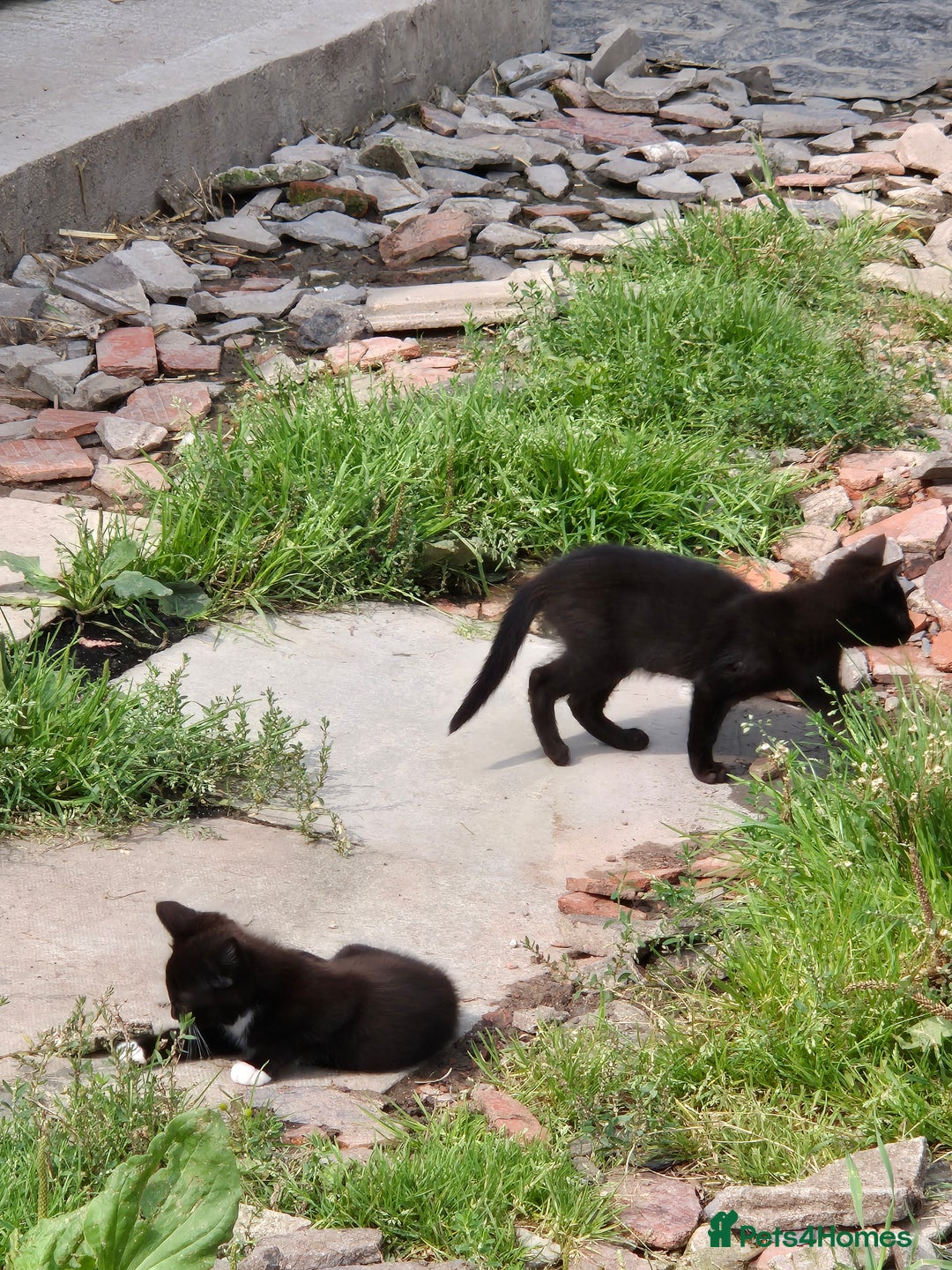 Mixed Breed cats for sale: Lovely  kittens  ready  to go - Image 11