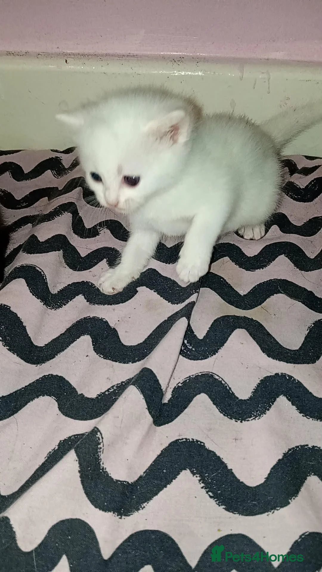 Mixed Breed cats for sale: 3 cute kittens looking for their forever homes - Advert 22