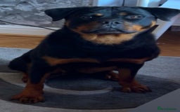 Rottweiler dogs for sale: Lovely little German Rottweiler  - Image 2