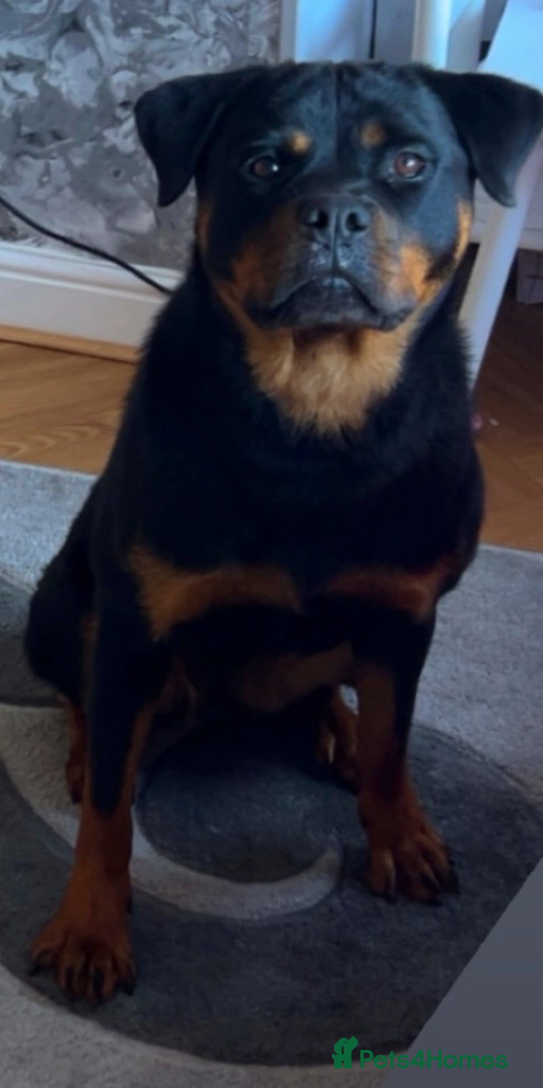 Rottweiler dogs for sale: Lovely little German Rottweiler  - Image 2