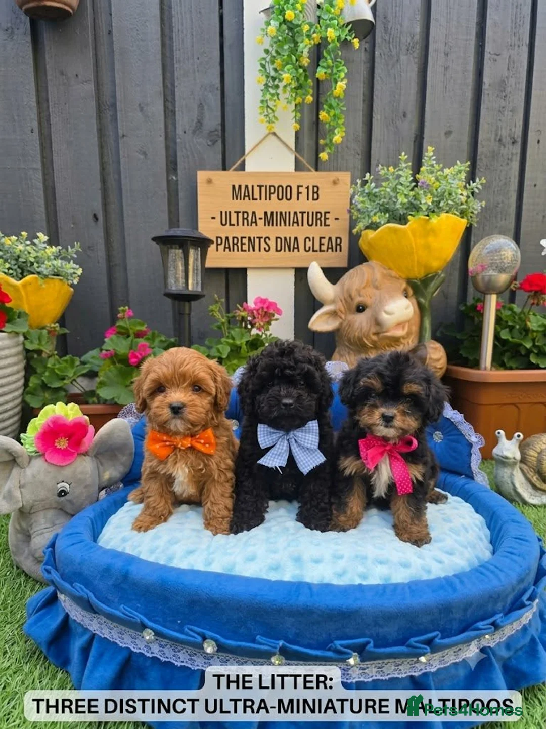 Maltipoo dogs for sale: F1B Maltipoo Rare Colours DNA Tested  - Advert 1