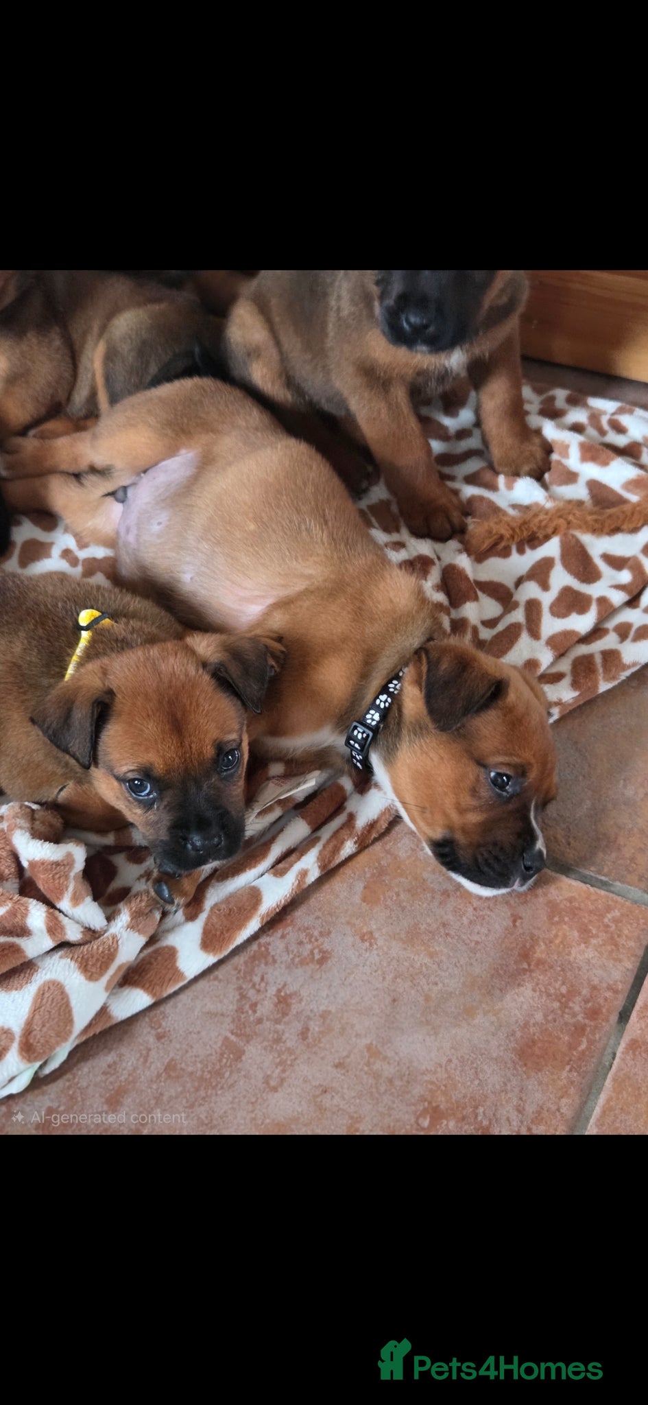 Boxweiler dogs for sale: Boxweiler pups in Omagh - Advert 3