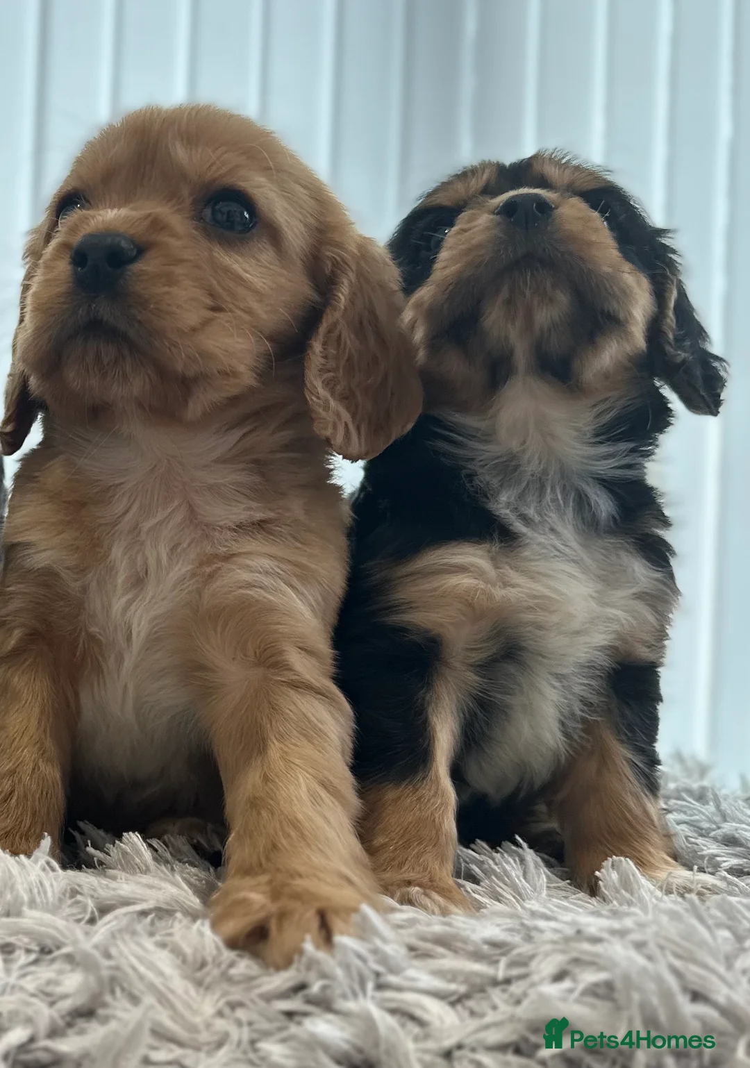 Cockalier dogs for sale: Cocker Spaniel Cavalier King Charles Puppy puppies - Advert 5